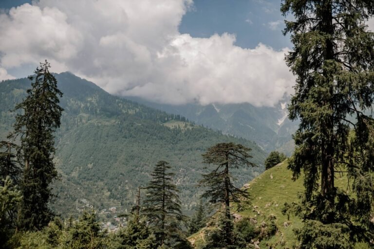Jibhi